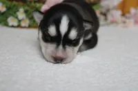 Koda , a male Siberian Husky for sale in Trenton, MO – 7 of 10