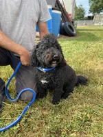 Maverick, a male Poodle - Toy  and Miniature Bernedoodle for sale in Trenton, MO – 4 of 5
