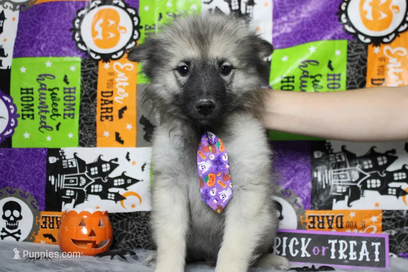 Conner – Keeshond puppy for sale in Trenton, MO