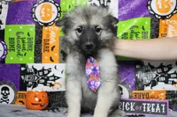 Conner, a male Keeshond for sale in Trenton, MO – 1 of 9