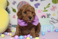 Byron , a male Poodle - Miniature  for sale in Trenton, MO – Photo 4 of 8