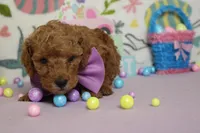 Byron , a male Poodle - Miniature  for sale in Trenton, MO – Photo 2 of 8