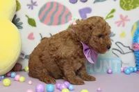 Byron , a male Poodle - Miniature  for sale in Trenton, MO – Photo 6 of 8