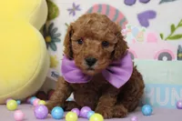 Byron , a male Poodle - Miniature  for sale in Trenton, MO – Photo 3 of 8