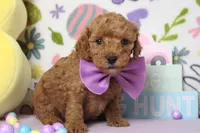 Byron , a male Poodle - Miniature  for sale in Trenton, MO – Photo 7 of 8