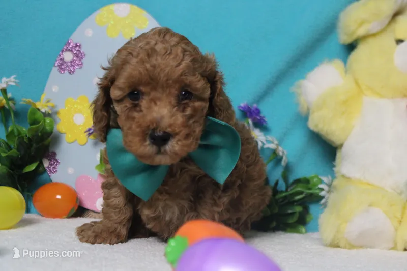 Rufus  – Poodle - Miniature  puppy for sale in Trenton, MO