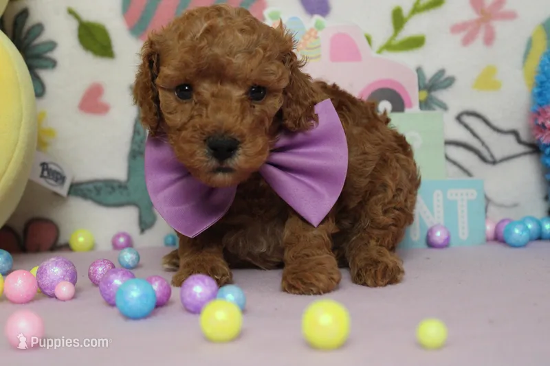 Byron  – Poodle - Miniature  puppy for sale in Trenton, MO