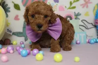 Byron , a male Poodle - Miniature  for sale in Trenton, MO – Photo 1 of 8