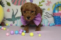 Byron , a male Poodle - Miniature  for sale in Trenton, MO – Photo 8 of 8