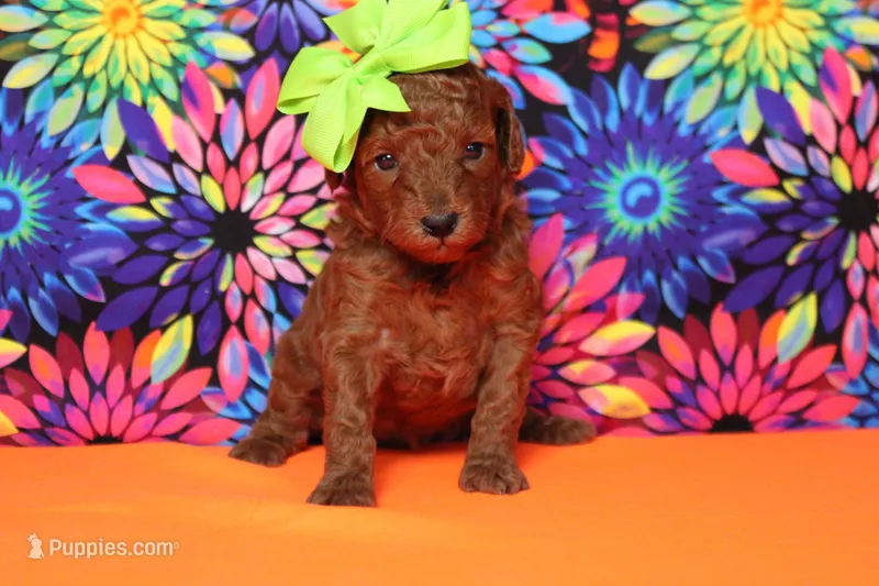 Clementine – Poodle - Miniature  puppy for sale in Trenton, MO
