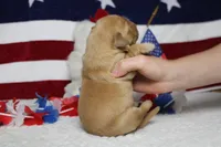 Bagel , a male Golden Retriever for sale in Trenton, MO – 9 of 10