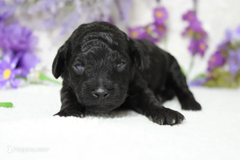 Peppercorn  – Poodle - Toy  puppy for sale in Trenton, MO