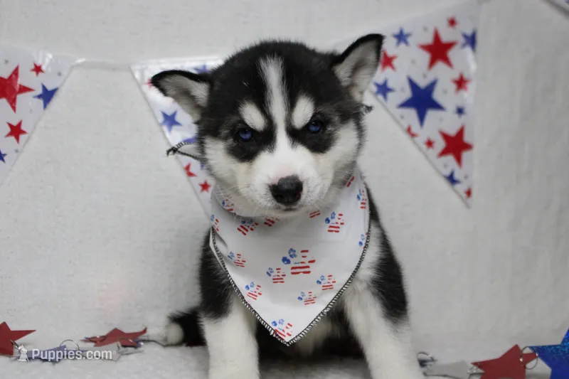 Storm  – Siberian Husky puppy for sale in Trenton, MO