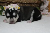 Freya , a female Siberian Husky for sale in Trenton, MO – 9 of 10