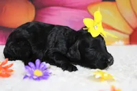 Nova , a female Bernedoodle for sale in Trenton, MO – 6 of 6