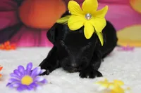 Nova , a female Bernedoodle for sale in Trenton, MO – 1 of 6