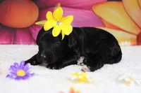 Nova , a female Bernedoodle for sale in Trenton, MO – 5 of 6