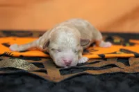 Aramis , a male Havapoo for sale in Trenton, MO – 2 of 8