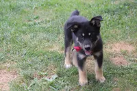 Bergamont , a male Siberian Husky and Miniature Aussiedoodle for sale in Trenton, MO – 8 of 9