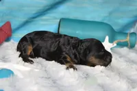 Ripple , a male Cocker Spaniel and Poodle - Toy  for sale in Trenton, MO – 5 of 7