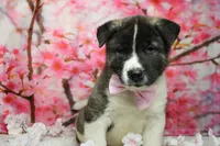 Jonathon , a male Akita for sale in Trenton, MO – 2 of 9
