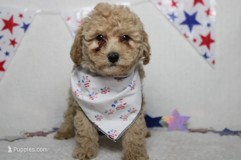 Willie  – Poodle - Toy , Havapoo puppy for sale in Trenton, MO