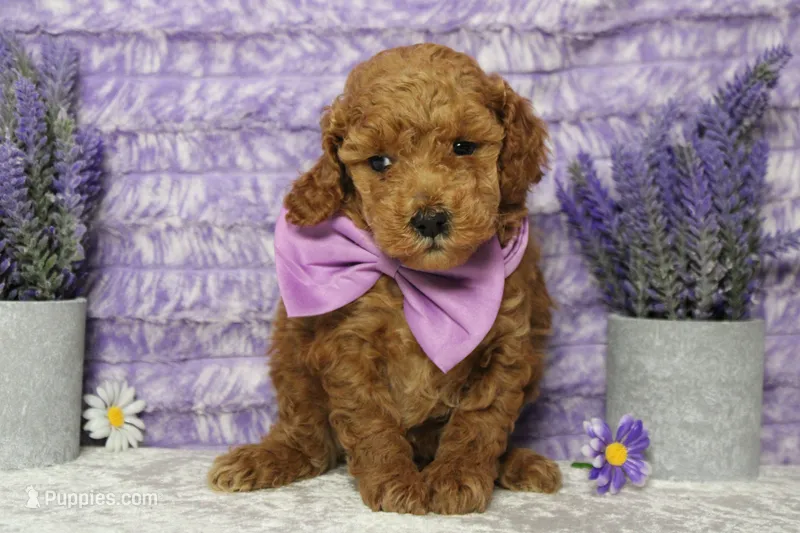 Mandarin  – Poodle - Miniature  puppy for sale in Trenton, MO