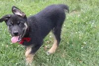 Pine , a male Siberian Husky and Miniature Aussiedoodle for sale in Trenton, MO – 9 of 10