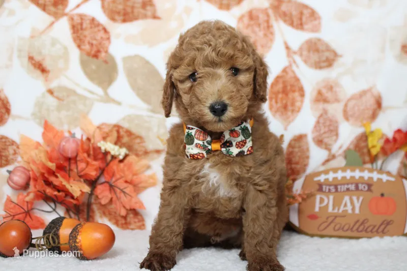 Seville – Poodle - Miniature  puppy for sale in Trenton, MO