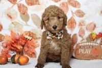 Seville, a male Poodle - Miniature  for sale in Trenton, MO – 1 of 8