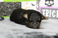 Ray , a male Poodle - Toy  for sale in Trenton, MO – 2 of 10