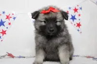 Elsa , a female Keeshond for sale in Trenton, MO – 3 of 8