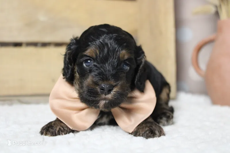 Ripple  – Cockapoo puppy for sale in Trenton, MO