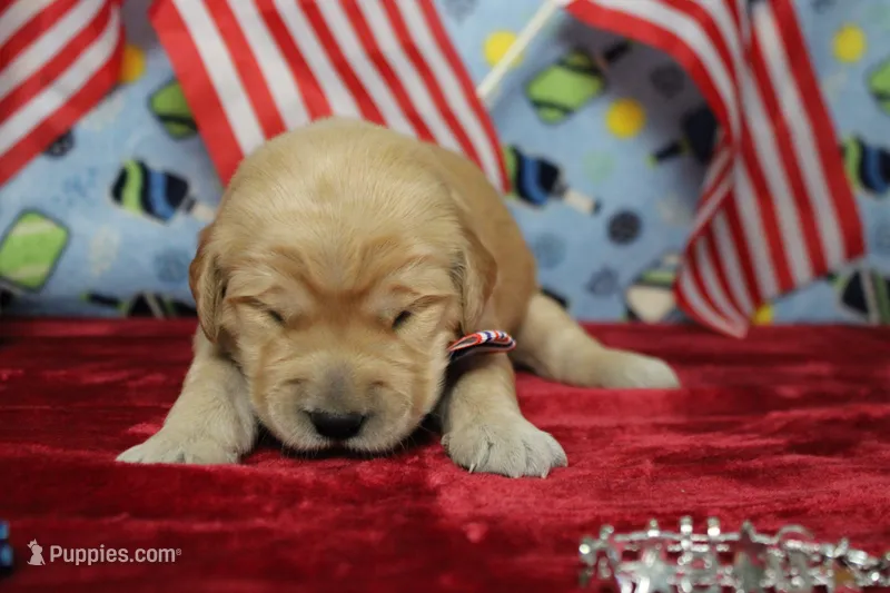 Babka  – Golden Retriever puppy for sale in Trenton, MO
