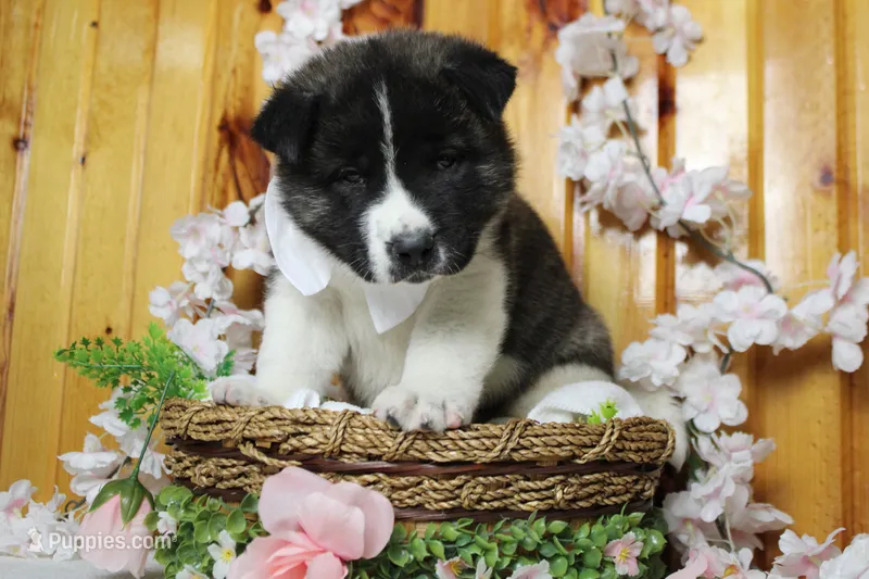 Jonathon  – Akita puppy for sale in Trenton, MO