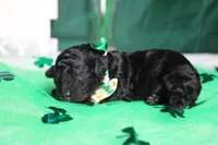 Charlie , a male Poodle - Toy  for sale in Trenton, MO – Photo 4 of 8