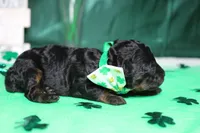 Charlie , a male Poodle - Toy  for sale in Trenton, MO – Photo 6 of 8