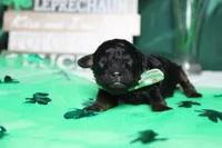 Charlie , a male Poodle - Toy  for sale in Trenton, MO – Photo 2 of 8