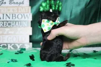 Charlie , a male Poodle - Toy  for sale in Trenton, MO – Photo 7 of 8