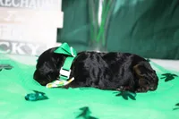 Charlie , a male Poodle - Toy  for sale in Trenton, MO – Photo 3 of 8