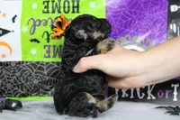 Adeline , a female Poodle - Toy  for sale in Trenton, MO – 9 of 10