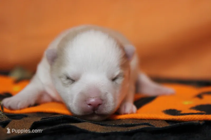 Angel  – Pomsky puppy for sale in Trenton, MO