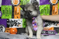 Conner, a male Keeshond for sale in Trenton, MO – 3 of 9