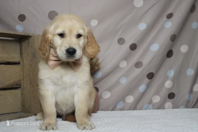 Pumpernickel  – Golden Retriever puppy for sale in Trenton, MO