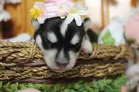 Kira , a female Siberian Husky for sale in Trenton, MO – 3 of 9