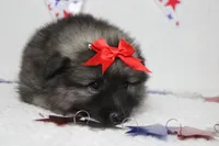 Anna , a female Keeshond for sale in Trenton, MO – 2 of 10