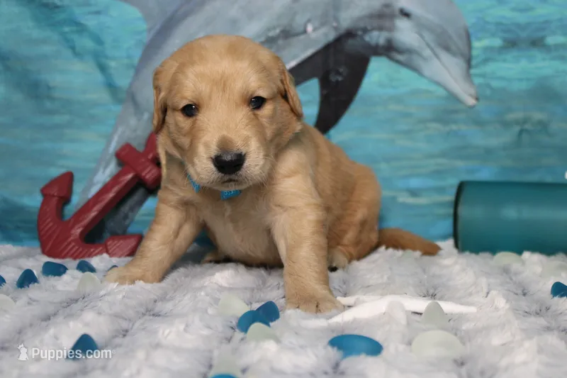 Brioche  – Golden Retriever puppy for sale in Trenton, MO