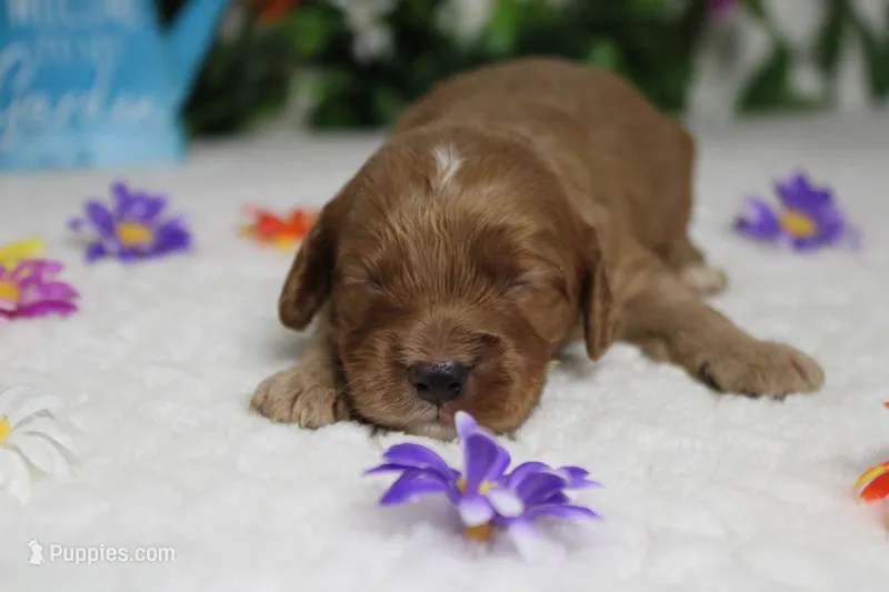 Sherbet  – Cockapoo puppy for sale in Trenton, MO