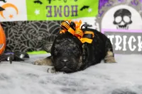 Adeline , a female Poodle - Toy  for sale in Trenton, MO – 4 of 10