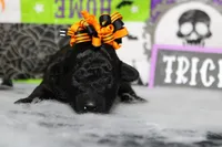 Sydney , a female Poodle - Toy  for sale in Trenton, MO – 4 of 10
